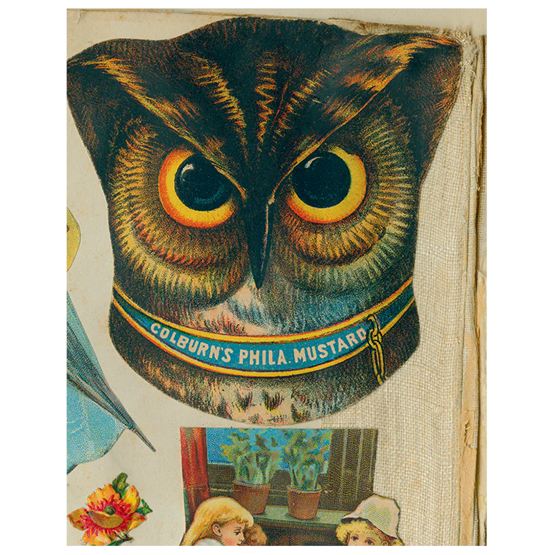 Owl Close-Up (p 209)