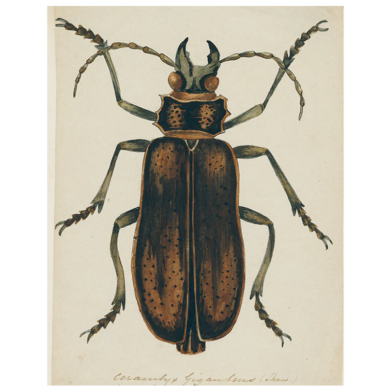 Brown Insect (p 212)