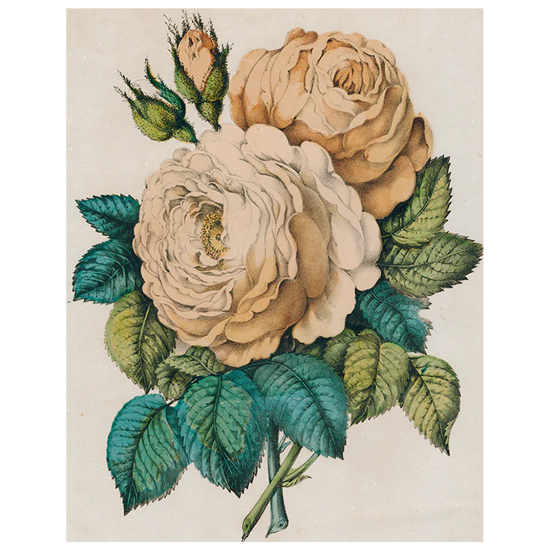 Sepia Rose (p 227)
