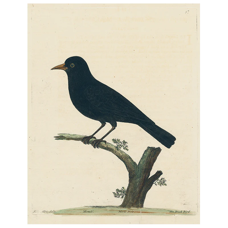 #42-Black Bird (p 230)