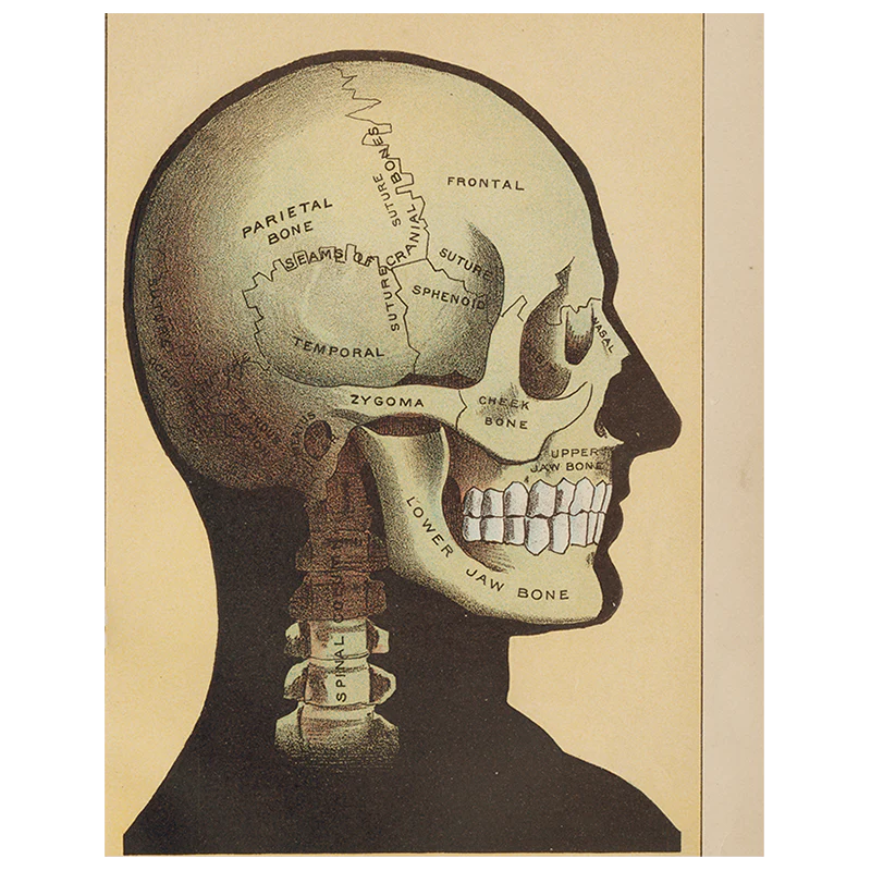 Black Skull (p 231)