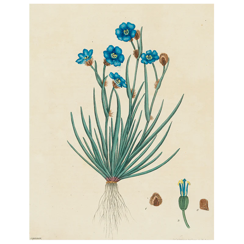 Blue Flowers (p 235)