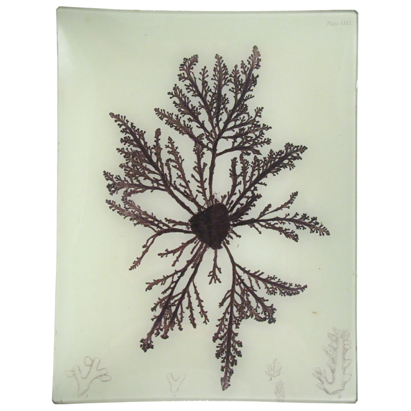 #25 Seaweed (XXXII)