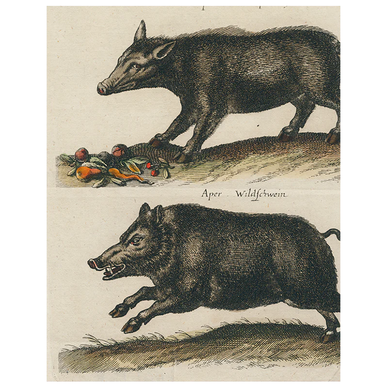 Black Boar / Wild Boar (p 243)