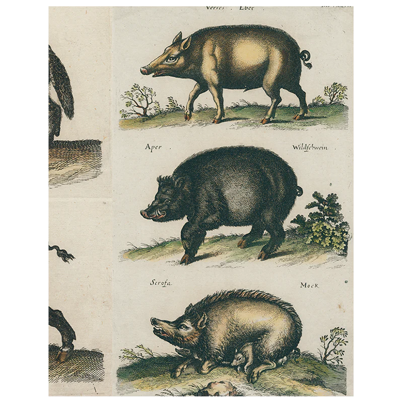 Black Boar / Wild Boar (p 244)