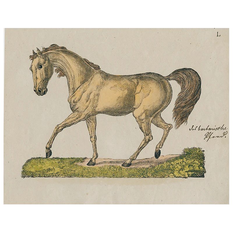Horse Posing L (p 245)