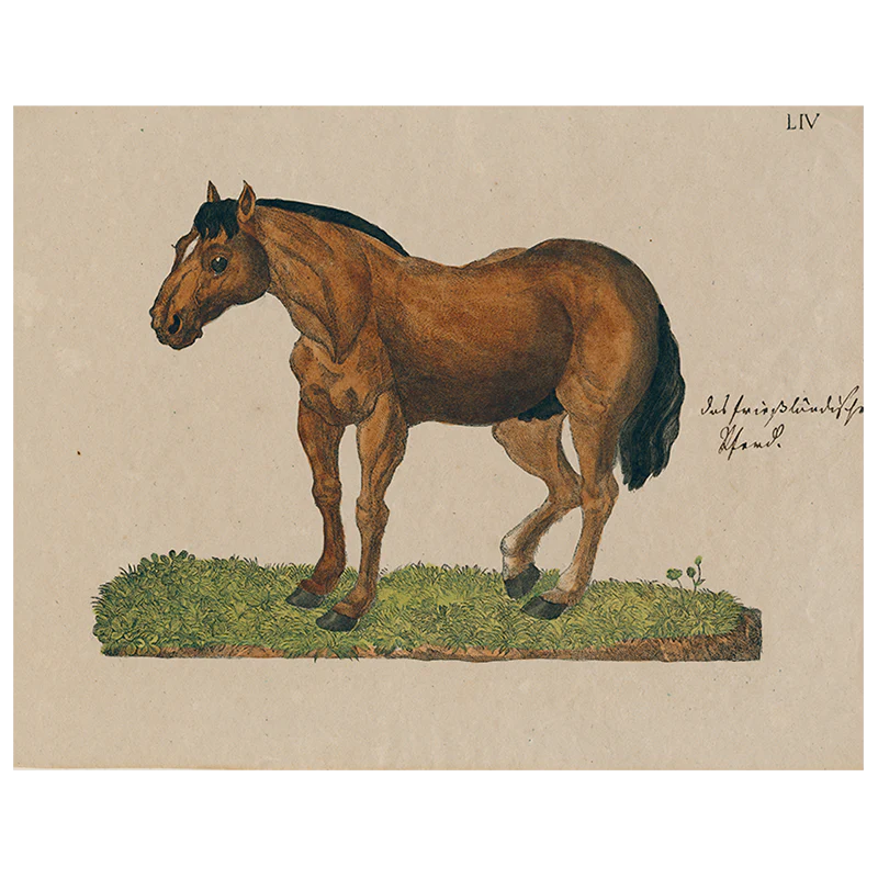 Horse Posing LIV (p 246)