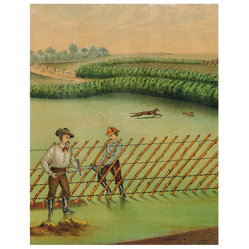 Live Hedge (p 247)