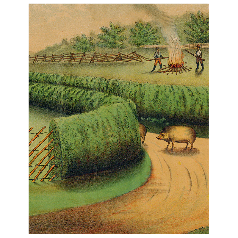 Live Hedge (p 248)