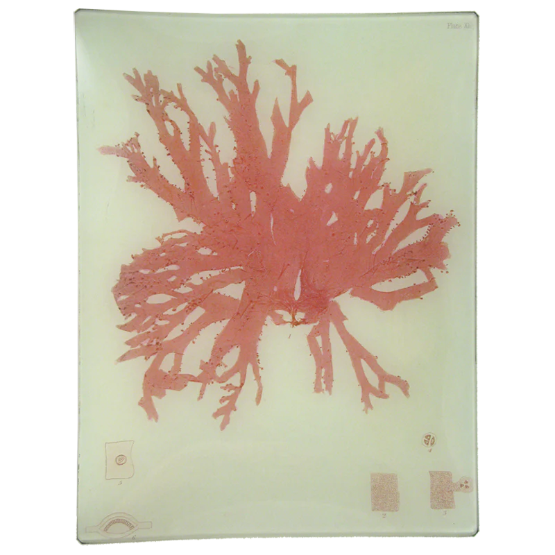 #26 Seaweed (CCV)