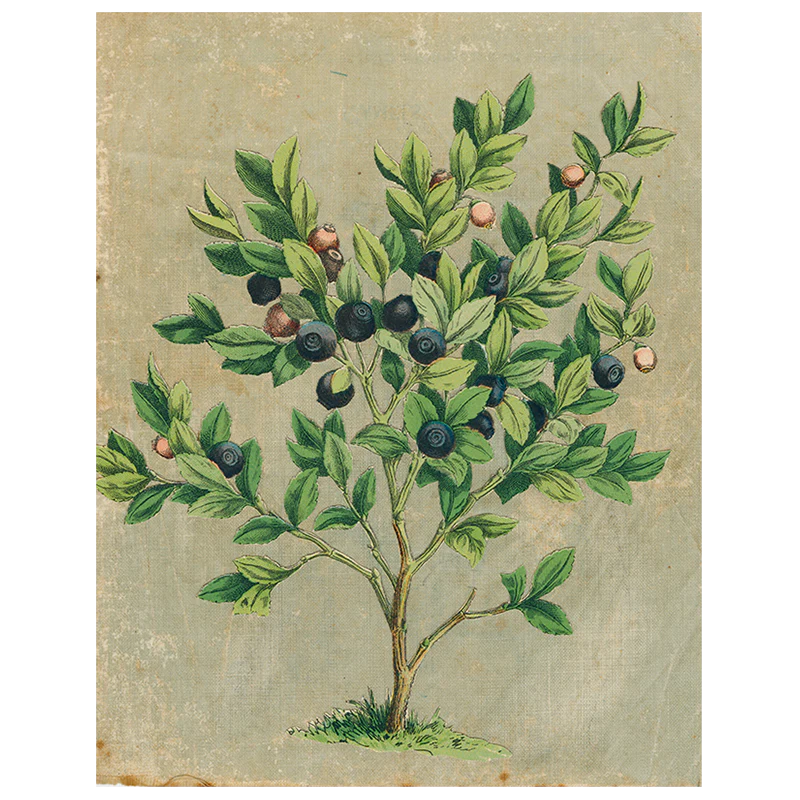 Blueberries (p 249)