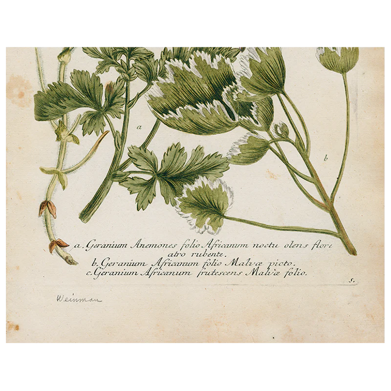 Geranium 536 (p 254)