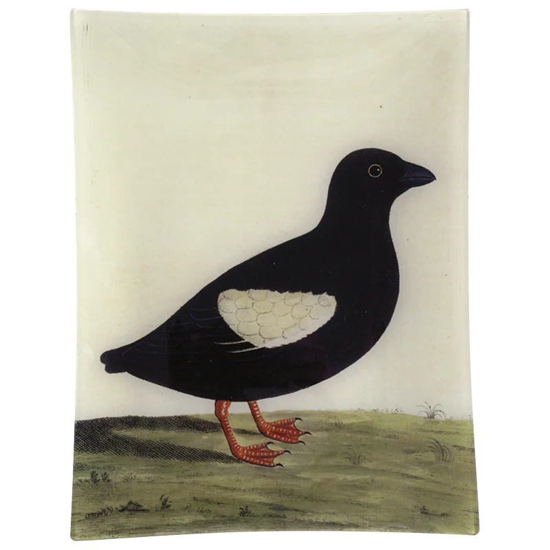 #27 - Greenland Dove