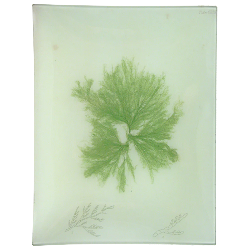 #27 Seaweed (CXCIV)