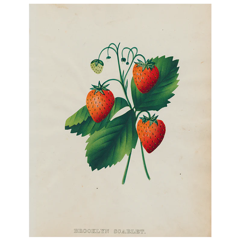 Strawberry (p 260)