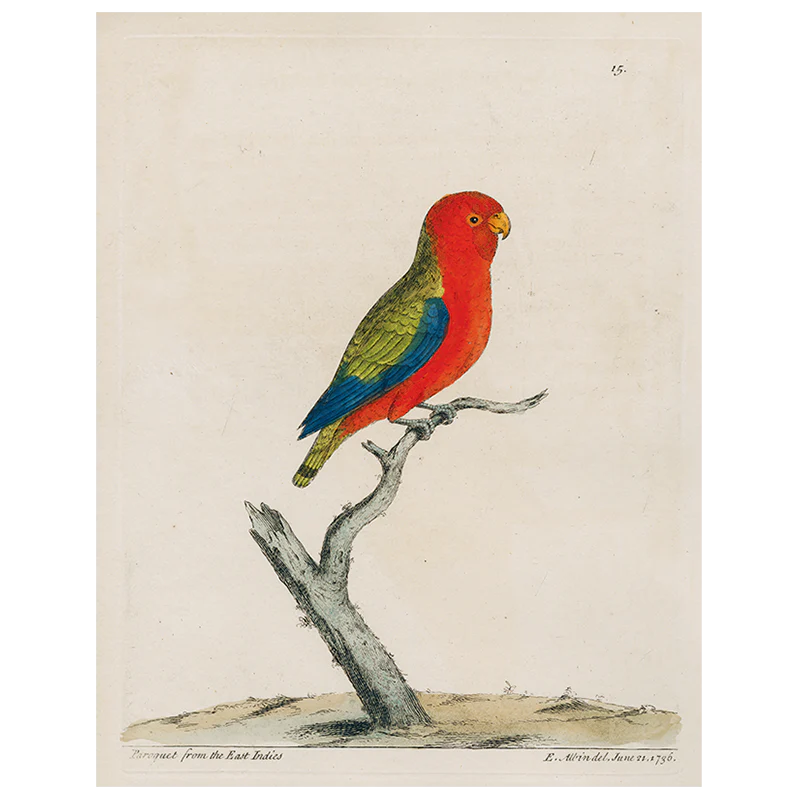 Parakeet (p 261)