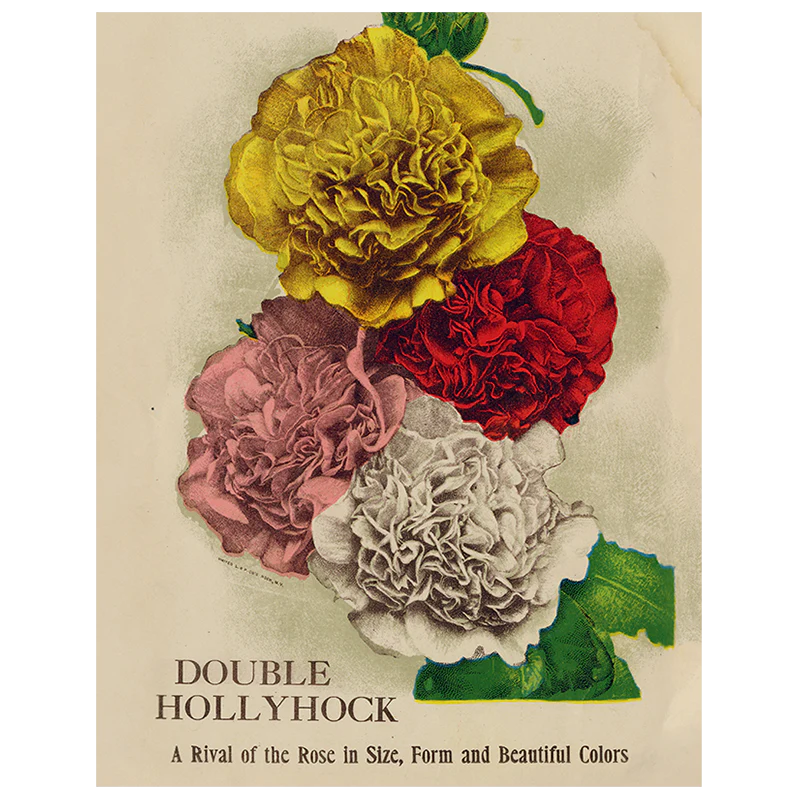 Double Hollyhock (p 265)