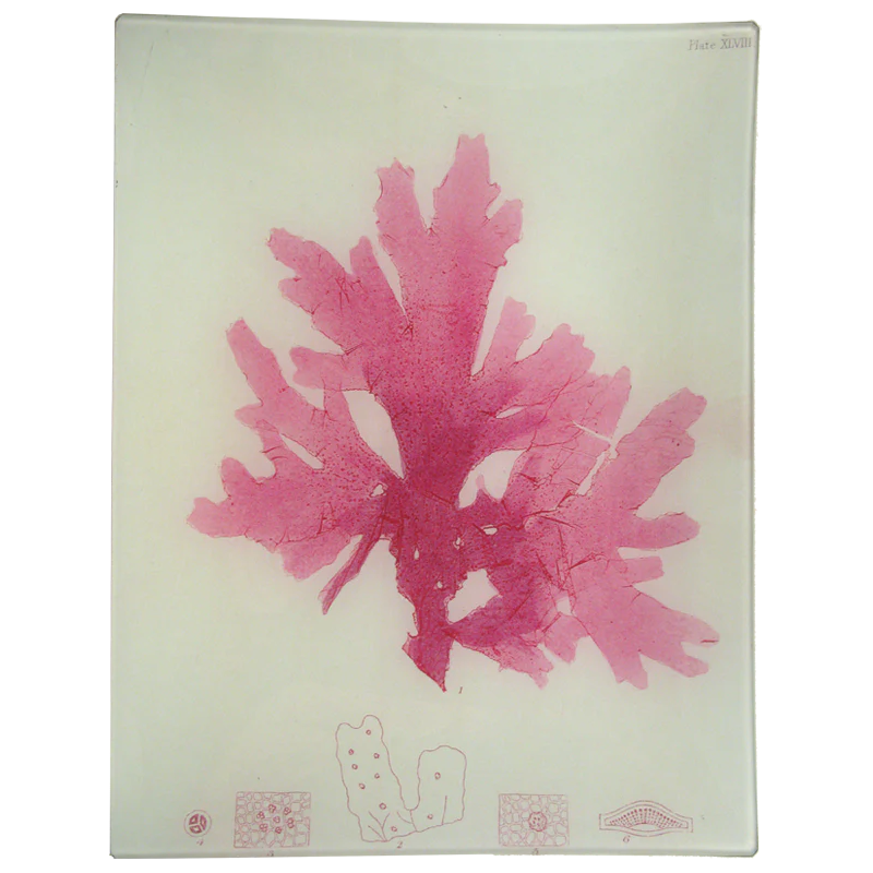 #28 Seaweed (XLVIII)