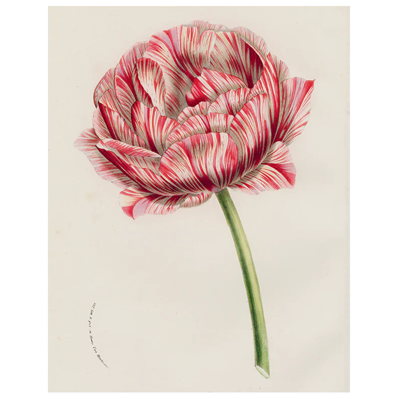 Double Tulip (p 271)