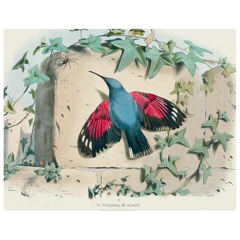 Hummingbird (p 272)
