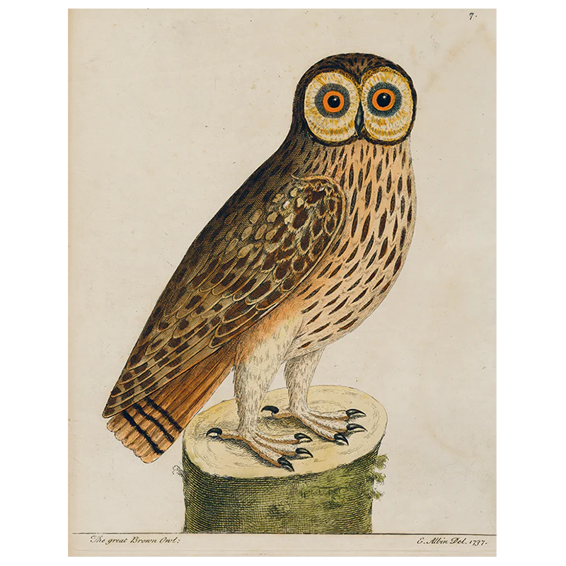 #1-Great Brown Owl (p 273)