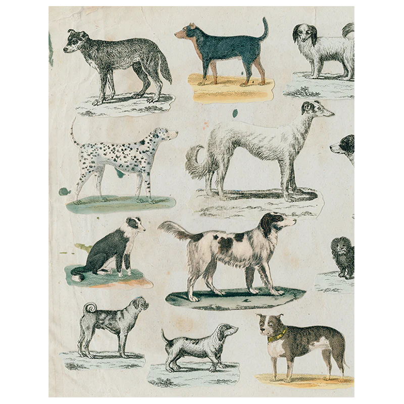 Dog Run (p 275)