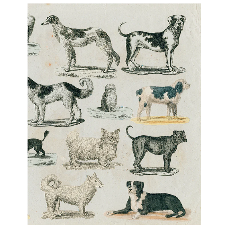 Dog Run (p 276)