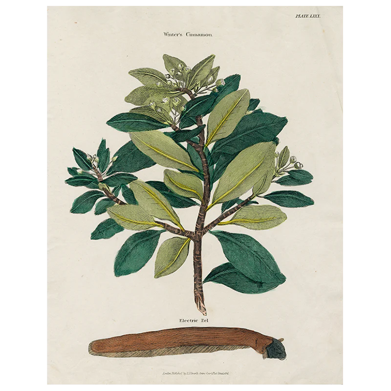 Winter Cinnamon (p 278)