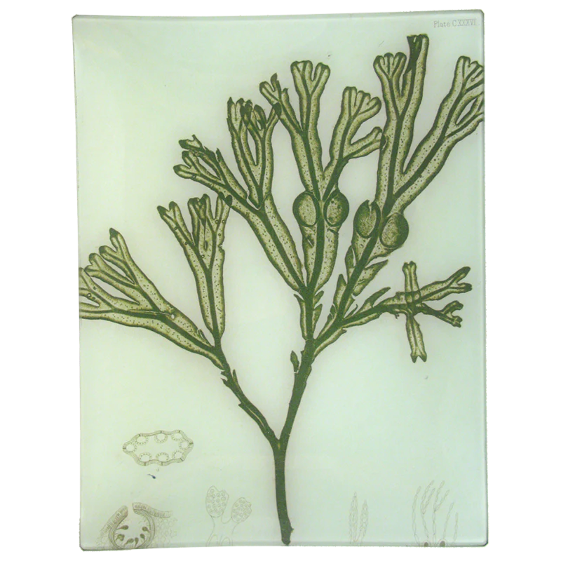 #29 Seaweed (CXXXVI)