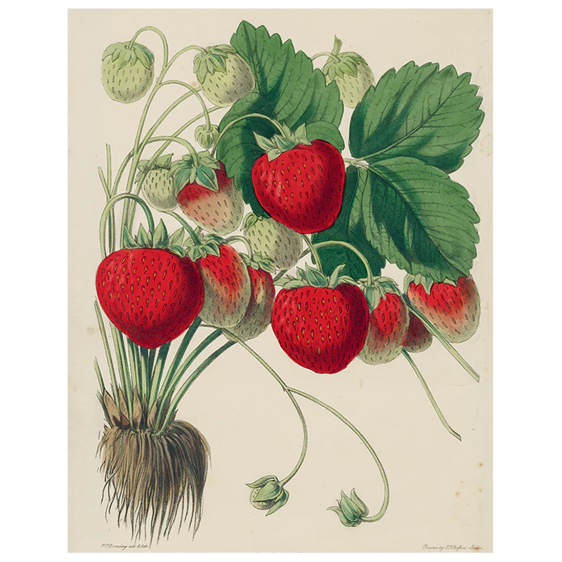 Strawberries (p 280)