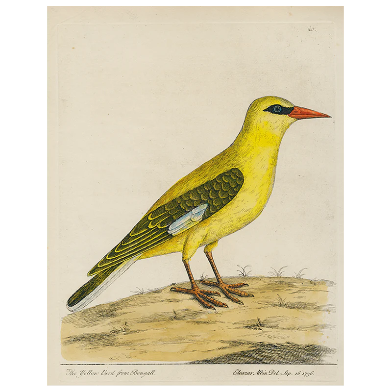 #20-Bengali Yellow Bird (p 281)