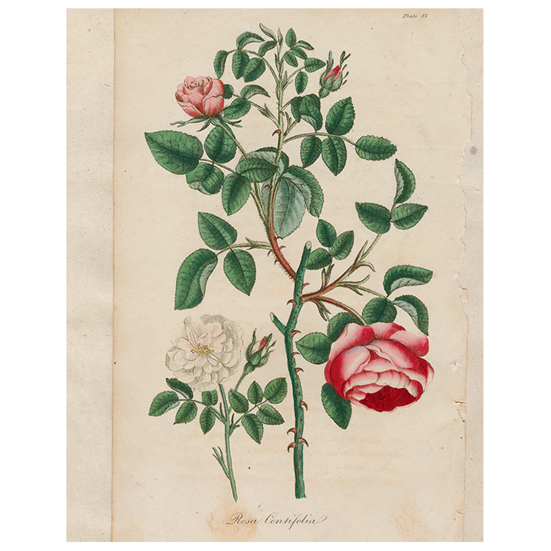 Rosa (p 282)