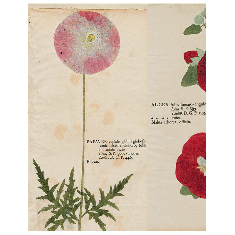 Pink Poppy / Hollyhock / Iris (p 283)