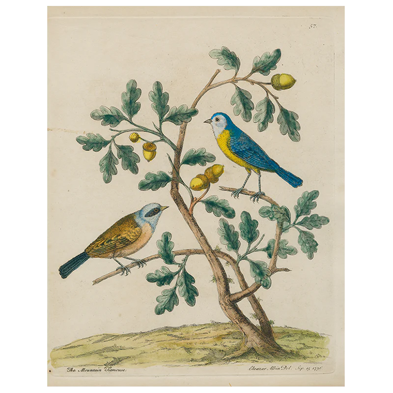 Mountain Titmouse (p 285)