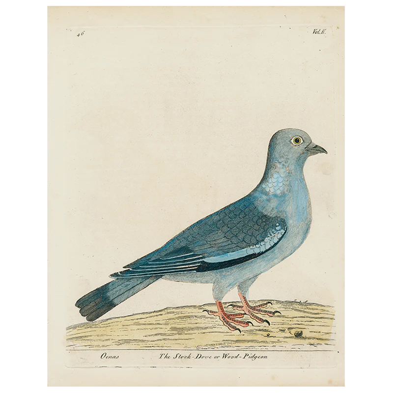 #15-Stock Dove (p 286)
