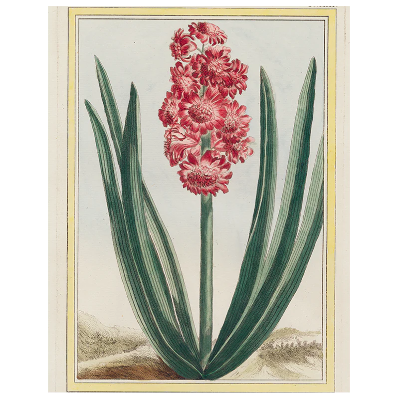 Hyacinth (p 287)