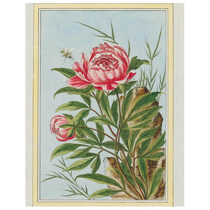 Peony (p 288)