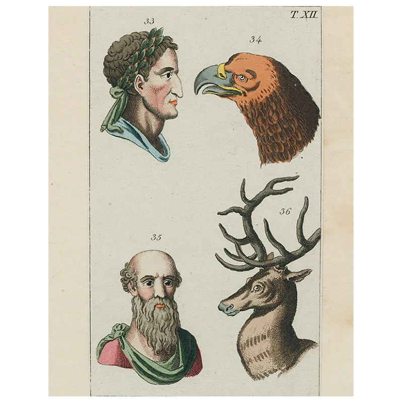 Animal Profiles-Eagle (p 289)
