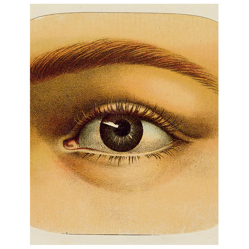 Eye (p 294)