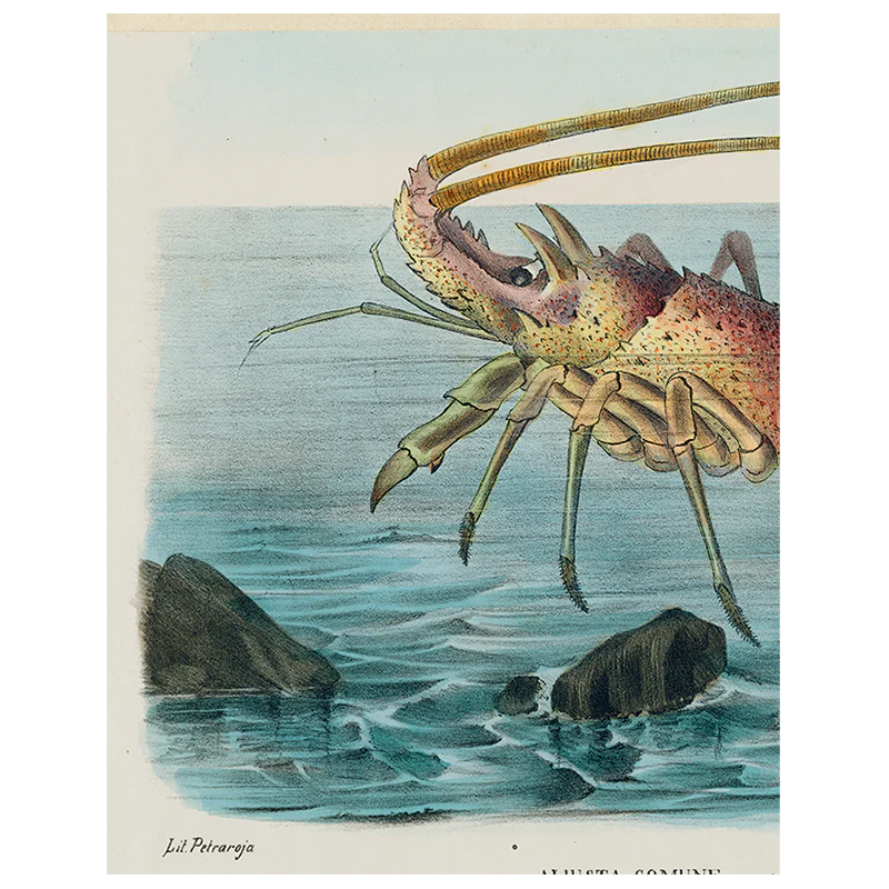 Aliusta Comune Lobster (p 297)