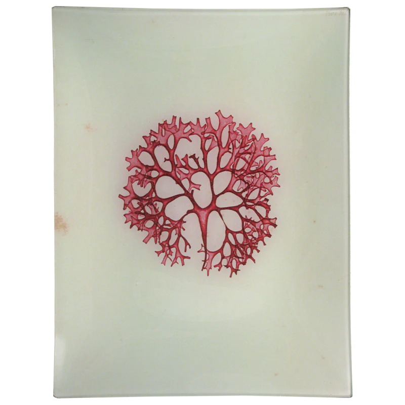 #31 Seaweed (CCII)