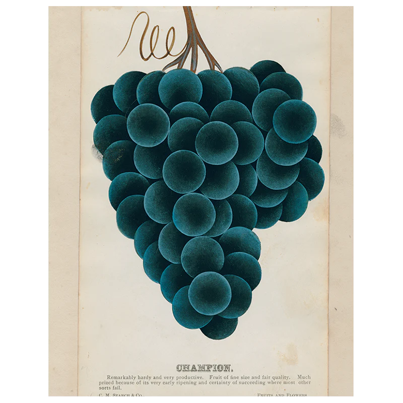 Champion (Grapes) (p 309)