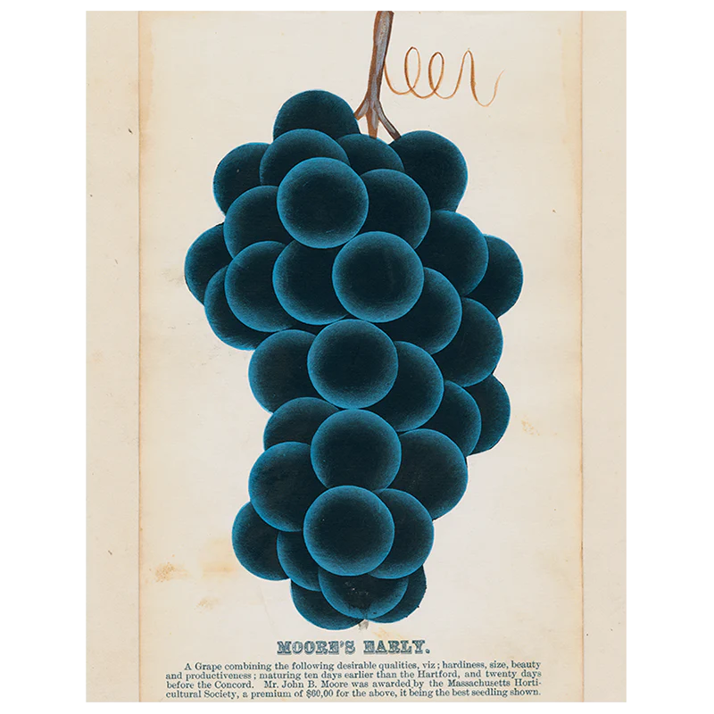 Moore's Early (Grapes) (p 310)