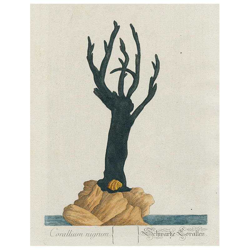 Black Coral (p 312)