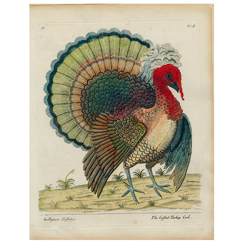 Crested Turkey (p 314)