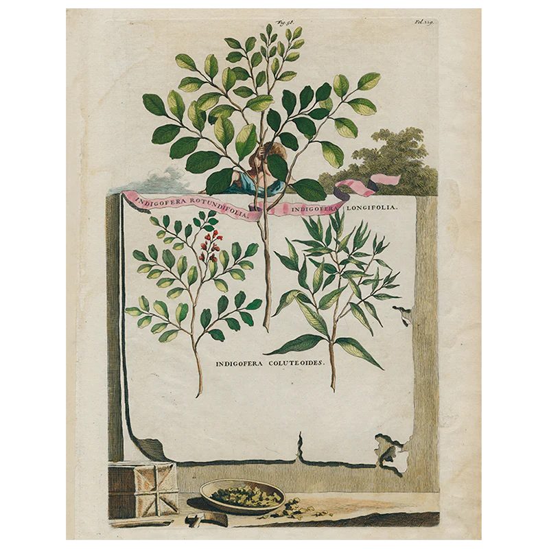 Indigofera Rotundifolia / Indigofera Longifolia (p 315)