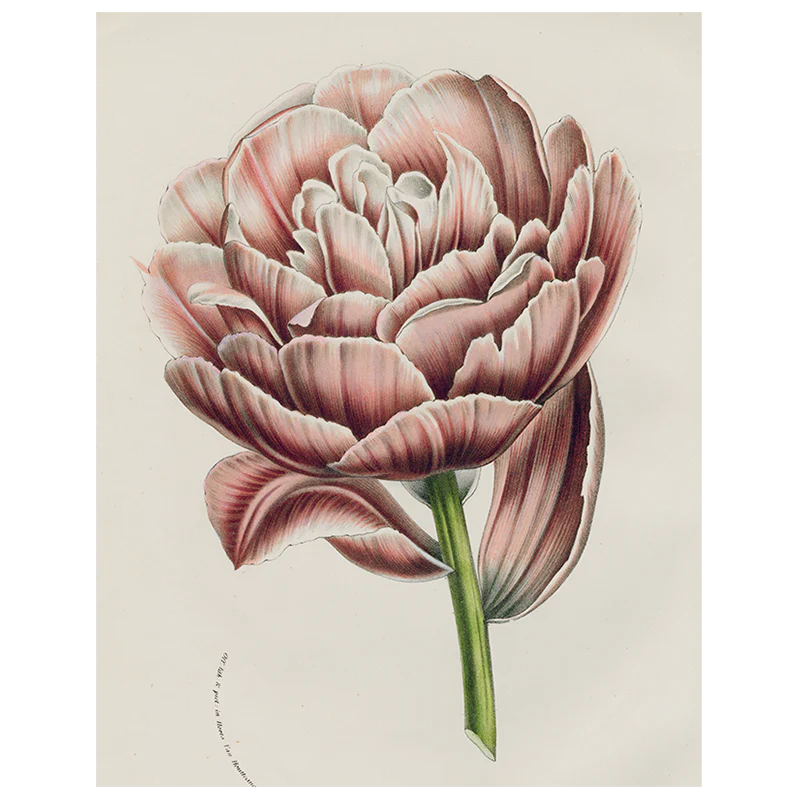 Koning (p 317)