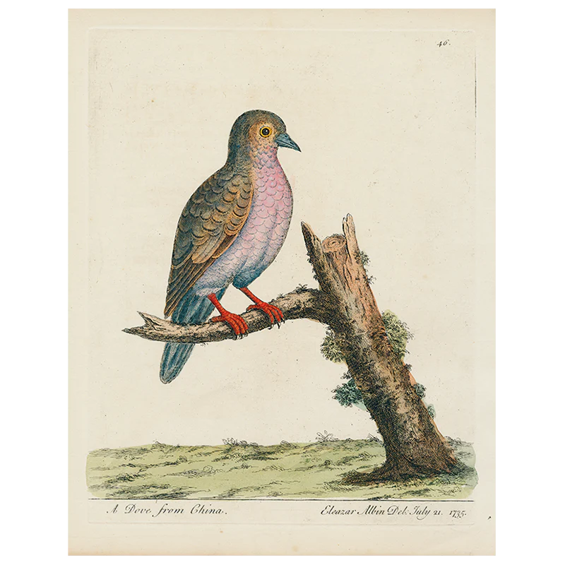 China Dove (p 318)