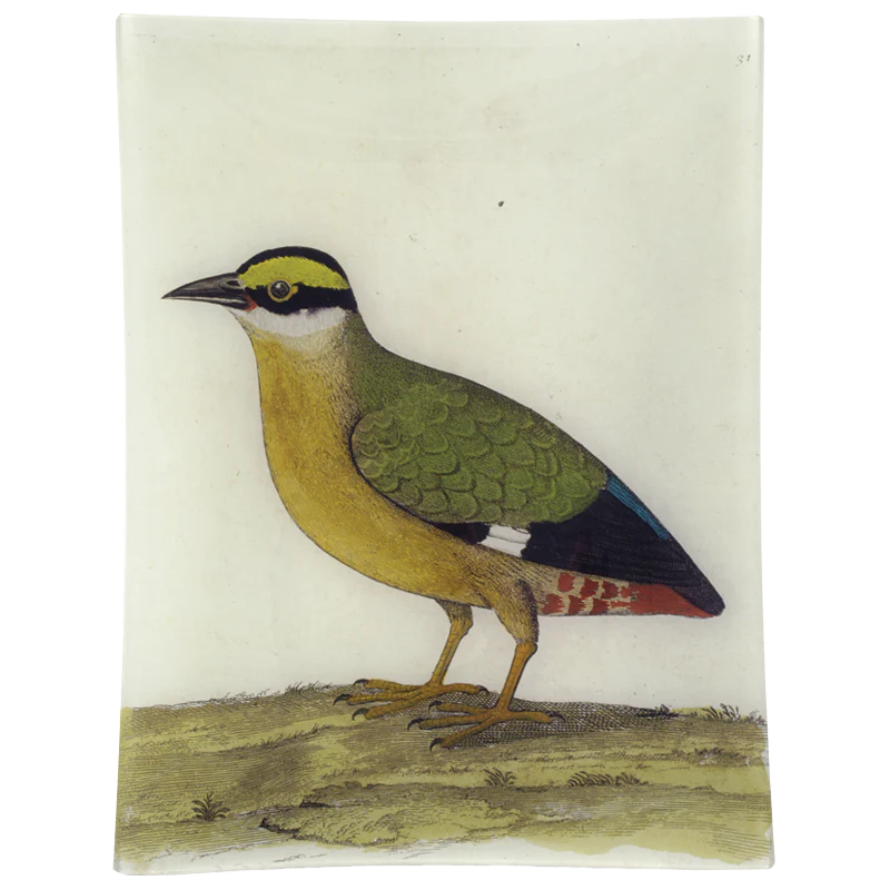#33 - Good Hope Quail