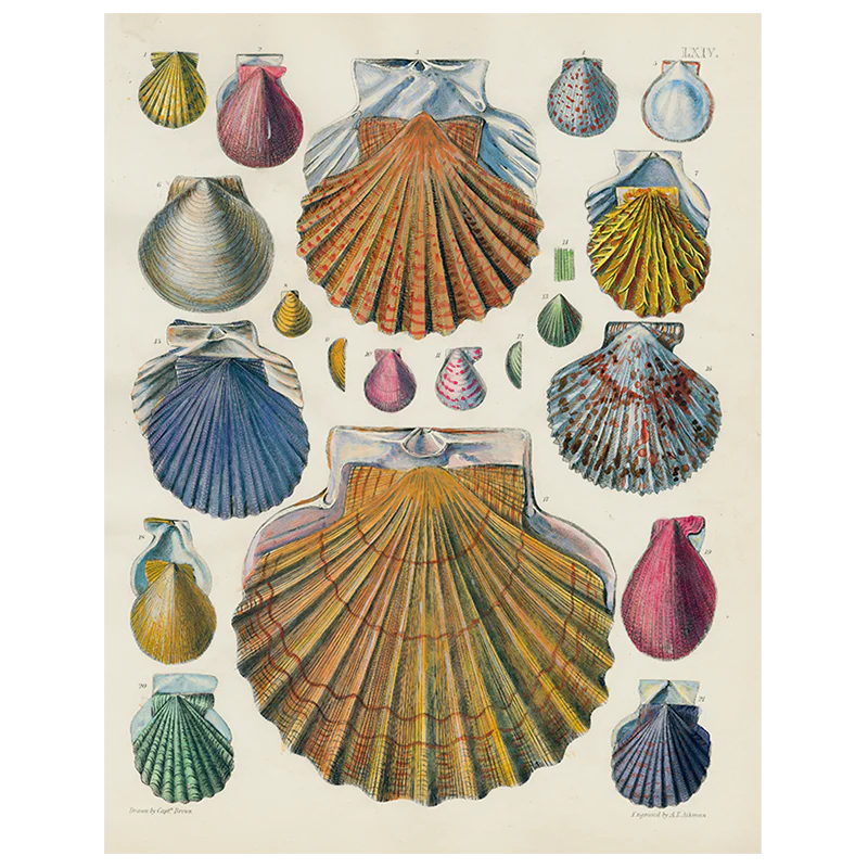 Scallops LXIV 64 (p 321)